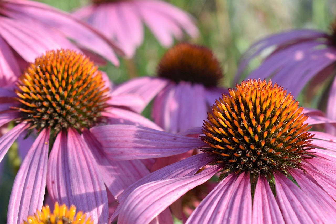 Close-up of purple coneflower flower heads and petals